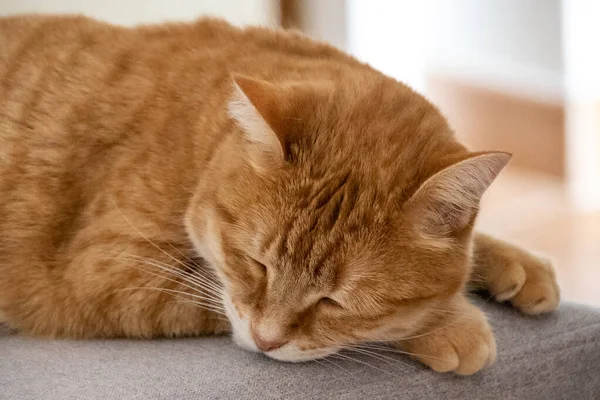 Gato Vermelho Bonito Sofá — Fotografia de Stock