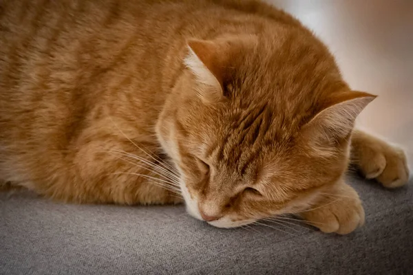 Aranyos Vörös Macska Kanapé — Stock Fotó