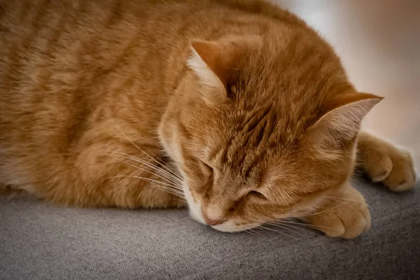 Lindo Gato Rojo Sofá —  Fotos de Stock