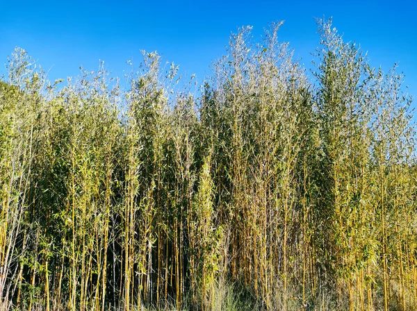 Bambu Mavi Gökyüzü Ile Bahar Manzarası — Stok fotoğraf