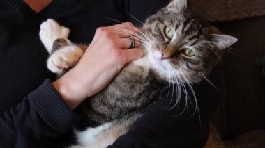 Kollarında bir kedi tutan ve okşayan bir kadın.