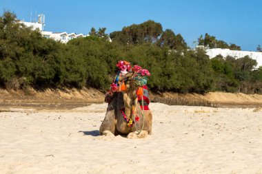 Hammamet 'teki kumlu sahilde deve (Tunus şehri)