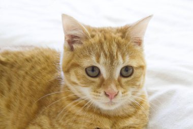 Yatakta yatan tatlı kırmızı kedi.