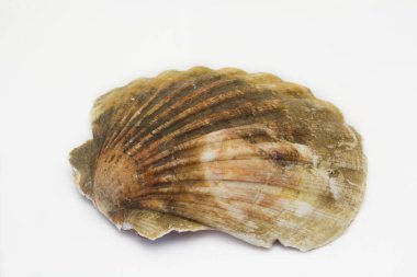 Beyaz arkaplanda deniz kabuğu izole