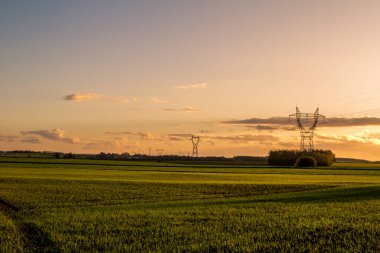 Yeşil buğday tarlasında gün batımı 