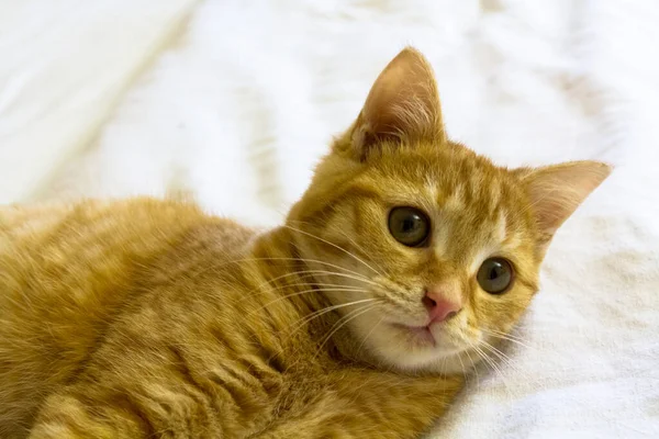 Lindo Gato Rojo Acostado Cama —  Fotos de Stock