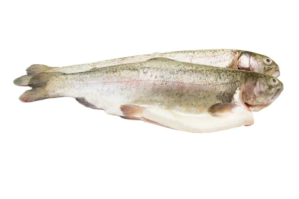 白の背景に隔離された新鮮な魚 — ストック写真