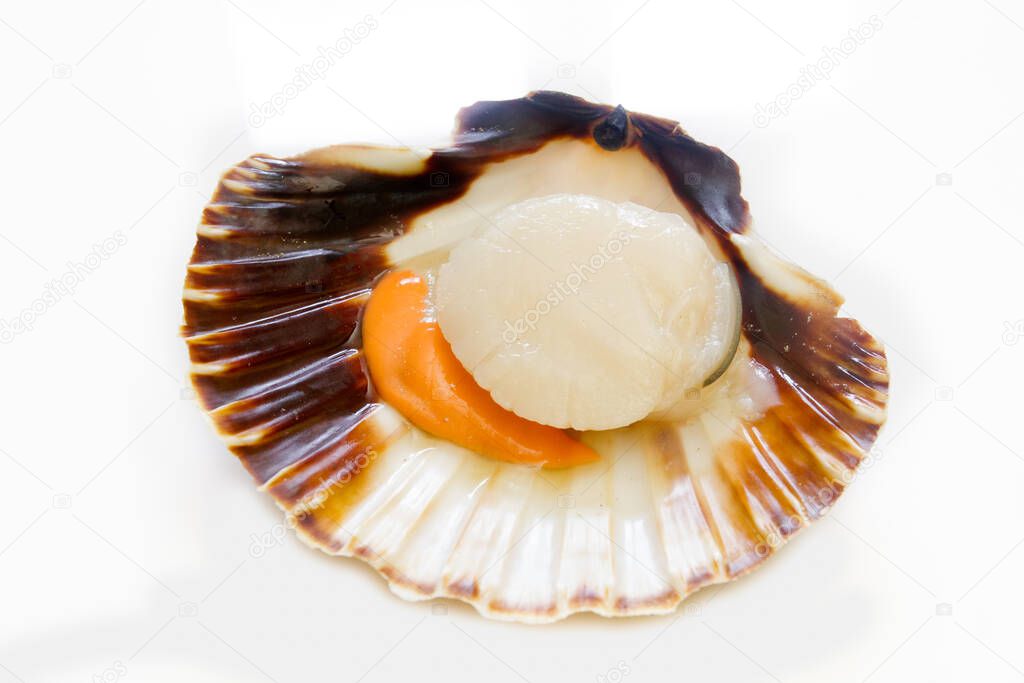 scallop in shell isolated on white background