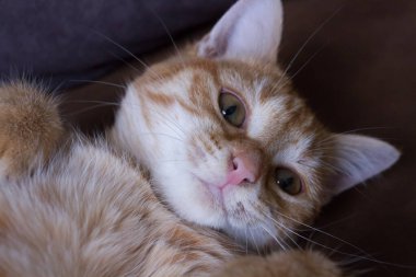 Koyu arkaplanda sevimli kırmızı kedi