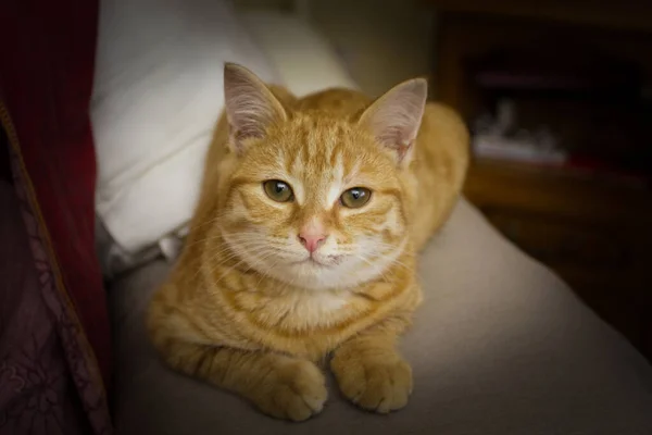 Ładny Kot Zielonymi Oczami — Zdjęcie stockowe