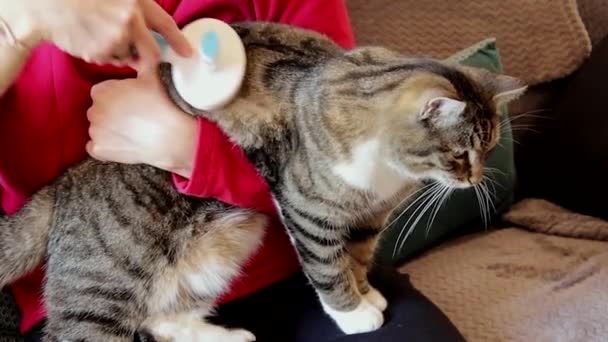 Kobieta Czesanie Jej Słodkie Tabby Kot — Wideo stockowe
