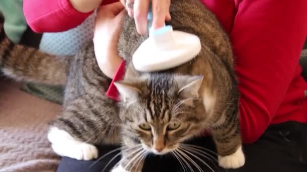 Γυναίκα Χτένισμα Χαριτωμένο Tabby Γάτα Της — Αρχείο Βίντεο