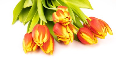 Beyaz arka plan üzerinde izole güzel laleler