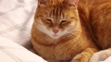 Yatakta tatlı kırmızı kedi