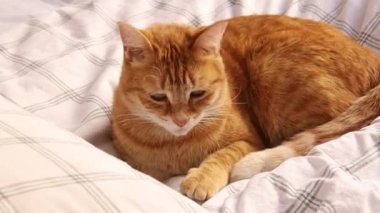 Yatakta tatlı kırmızı kedi