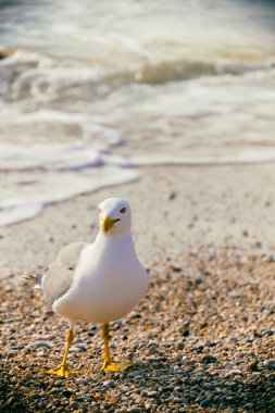 Sahilin kenarında bir martı var.