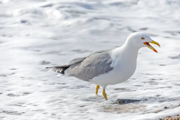 Mouette Sur Bord Une Plage Gros Plan — Photo