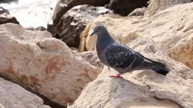 Kayalıklardaki güvercin.