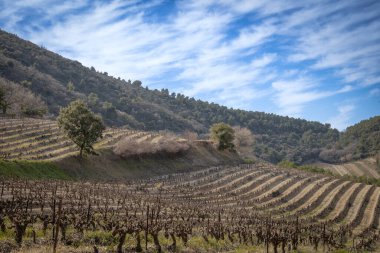 Kırsalda bir üzüm bağının manzarası