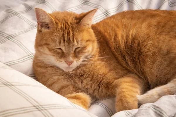 Gyömbér Macska Alszik Egy Ágyban — Stock Fotó