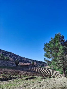 Kırsalda bir üzüm bağının manzarası