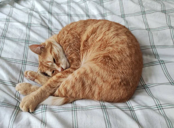 Імбирний Кіт Спить Ліжку — стокове фото