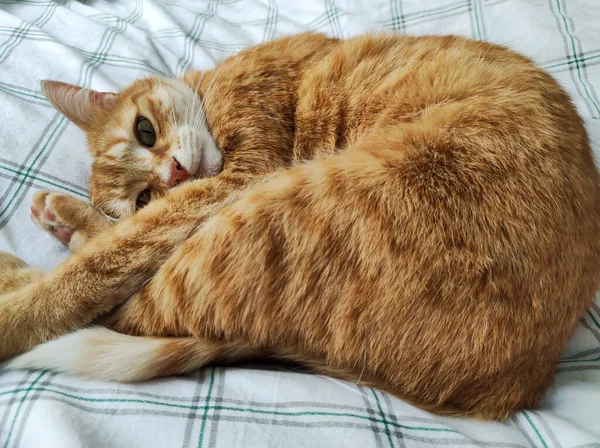 Gato Gengibre Dormindo Uma Cama — Fotografia de Stock