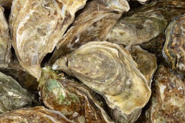 Taze istiridyeleri sepete koy.