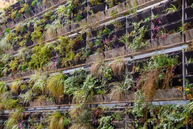 Bir bitki duvarı manzarası