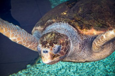 Deniz kaplumbağası bir akvaryumda izole edilmiş.