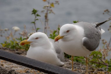 Sahilde beyaz martı