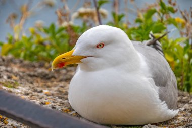 Yere uzanmış bir martıya yaklaş.
