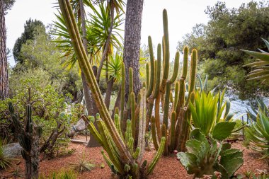 Monako Prensliği 'ndeki Saint-Martin Bahçeleri