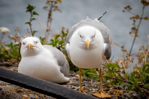 Sahilde beyaz martı