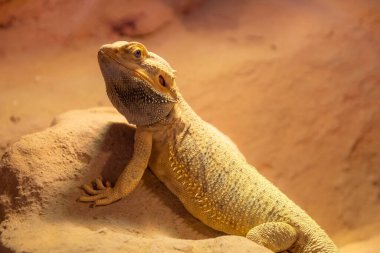 Bir yaban hayatı parkında iguanaya yakın dur.