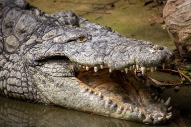 Hayvanat bahçesinde timsah