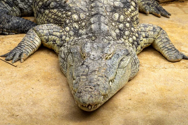 Crocodilo Zoológico — Fotografia de Stock