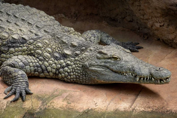 Crocodilo Zoológico — Fotografia de Stock