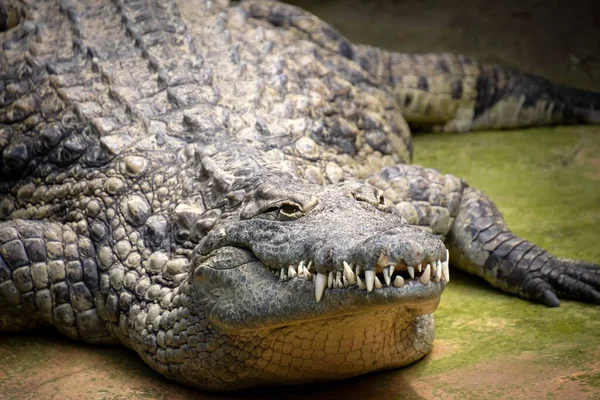 Hayvanat bahçesinde timsah