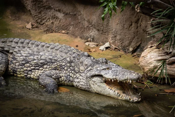 Krokodil Wasser — Stockfoto