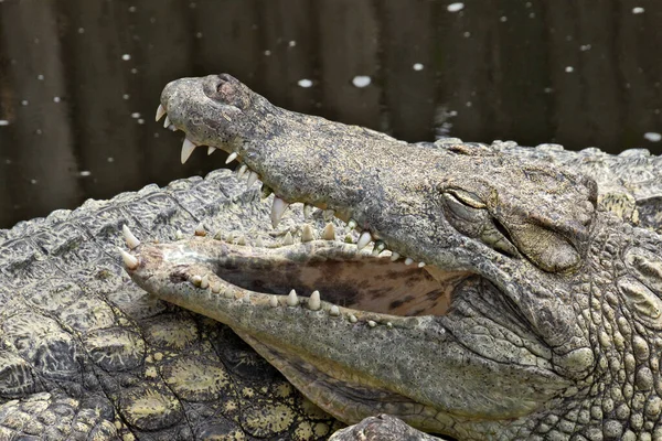 动物园里的鳄鱼 — 图库照片