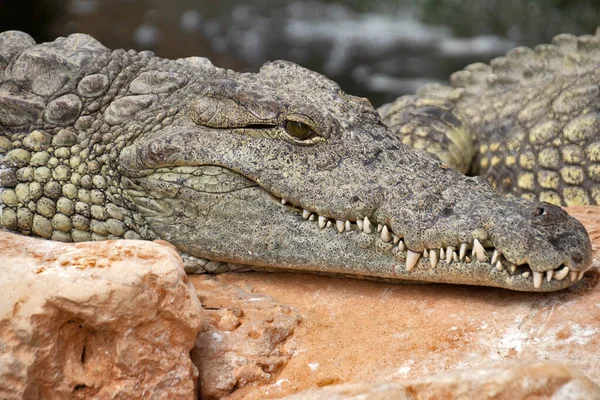 Krokodil Zoo — Stockfoto