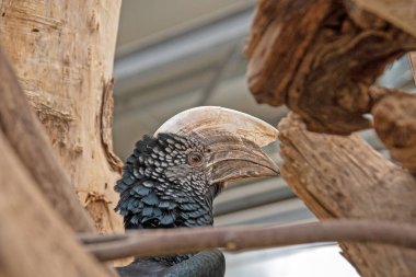 Hayvan parkındaki bir boynuz gagasının portresi.