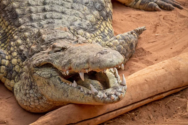 Crocodilo Adulto Grande Areia — Fotografia de Stock