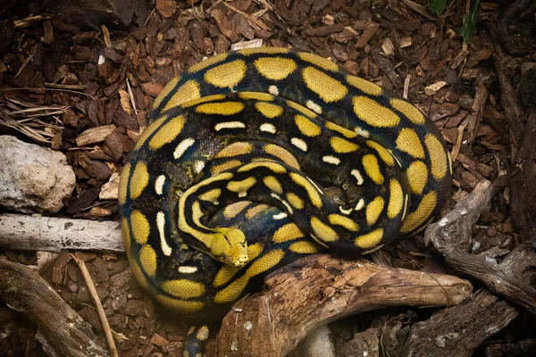 Zblízka Žlutého Hada Anakondy — Stock fotografie