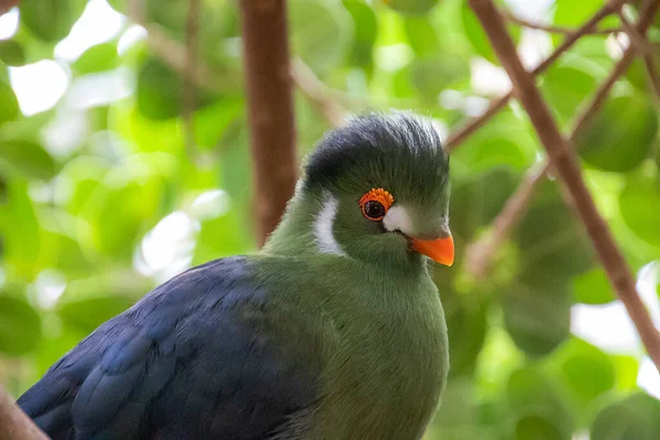 Turaco Mejillas Blancas Una Rama — Foto de Stock