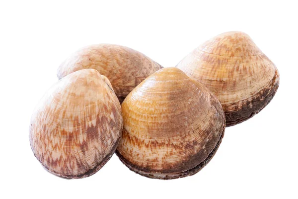 Clam Geïsoleerd Een Witte Achtergrond — Stockfoto