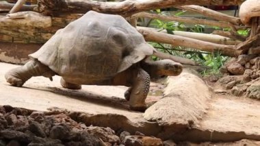 Hayvanat bahçesindeki kaplumbağa manzarası