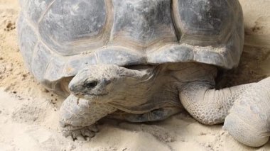 Hayvanat bahçesindeki kaplumbağa manzarası