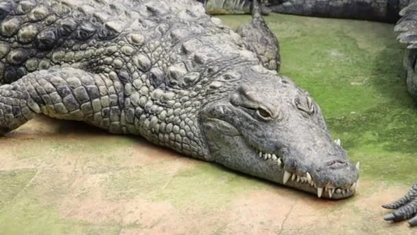 Вид Крокодил Зоопарку — стокове відео